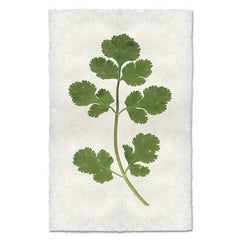 Cilantro Art Print