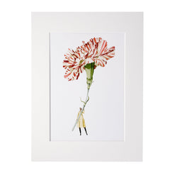 Carnation Art Print