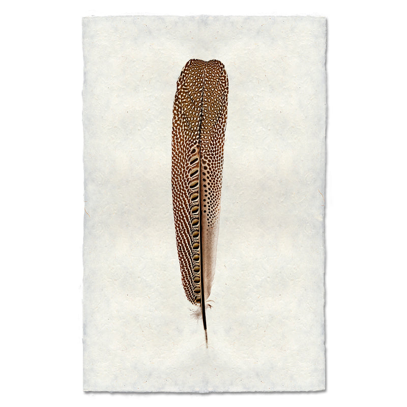 Argus Pheasant #1 Feather Art Print