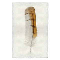 Barn Owl Feather Art Print