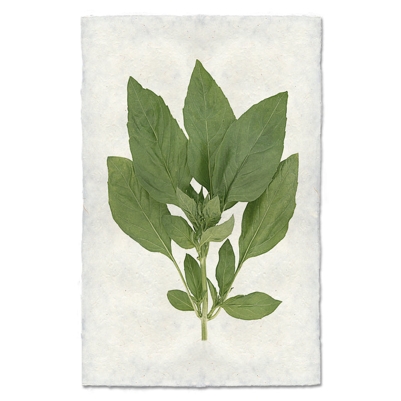 Basil Art Print