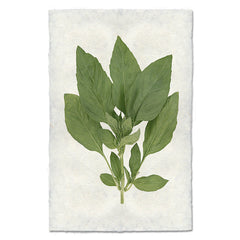 Basil Art Print