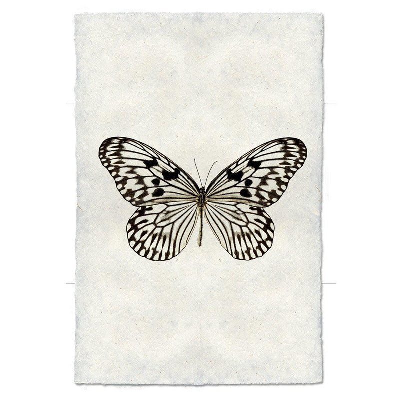 Butterfly #14 Art Print
