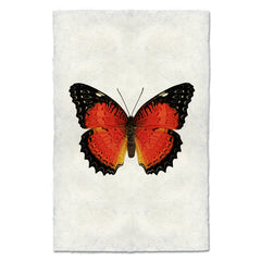 Butterfly #15 Art Print