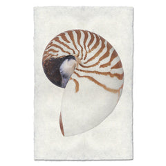 Chambered Nautilus Art Print
