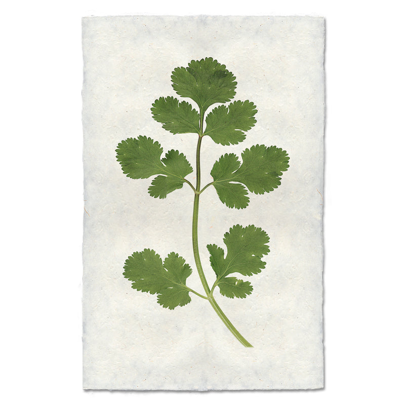 Cilantro Art Print