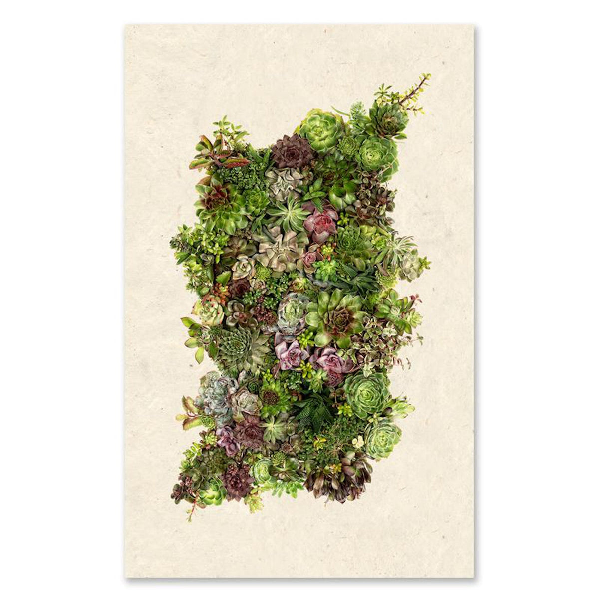 Collective Succulents Grand Format Art Print
