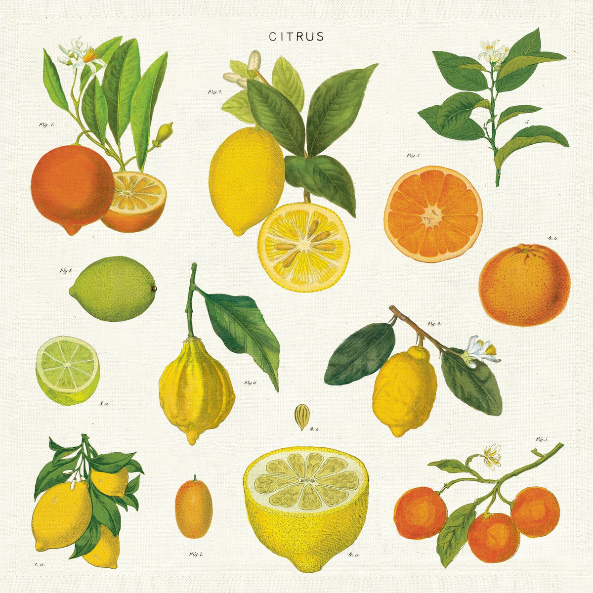 Citrus Cloth Napkin Set of Four