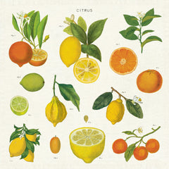 Citrus Cloth Napkin Set of Four