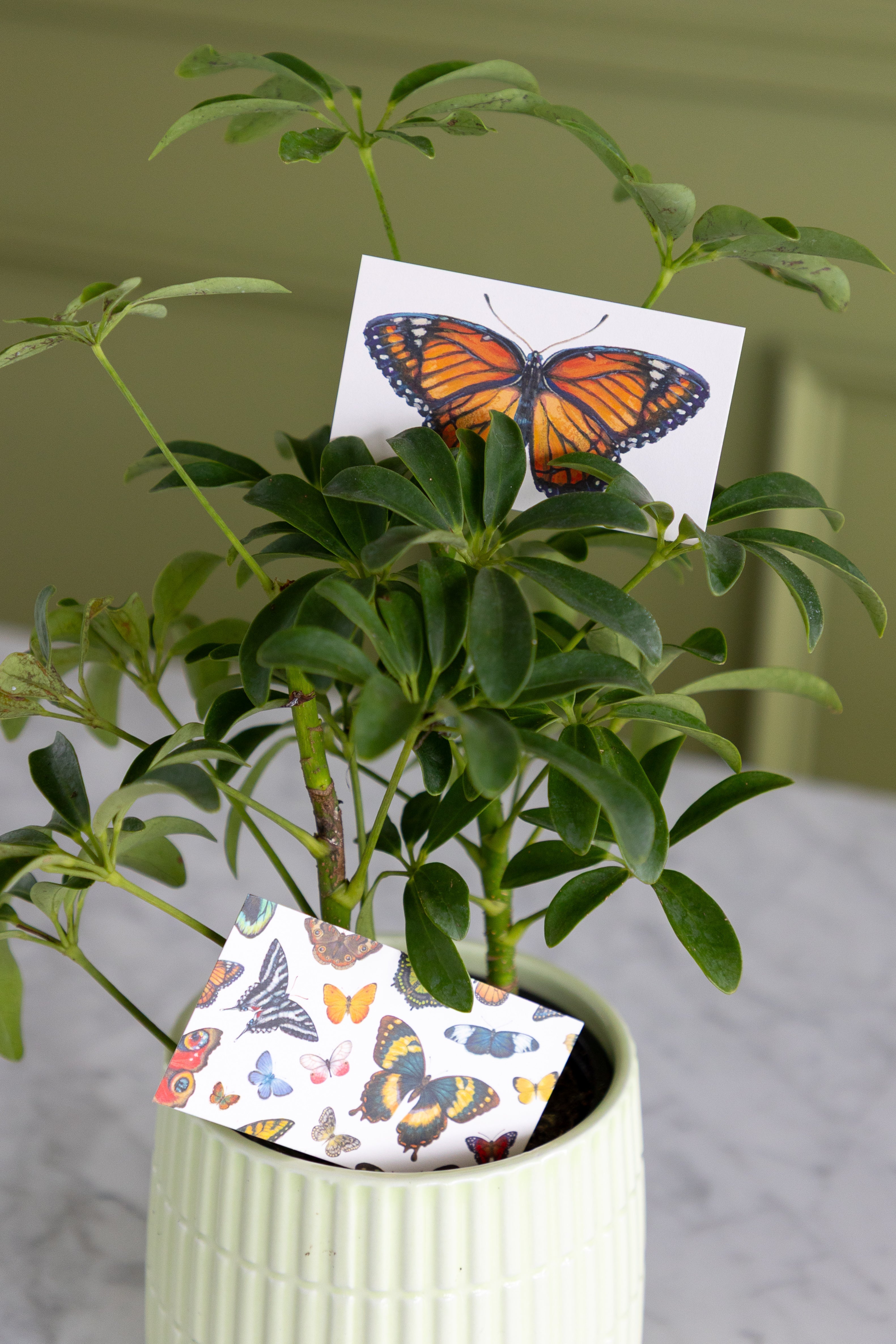 Butterfly Tiny Notes