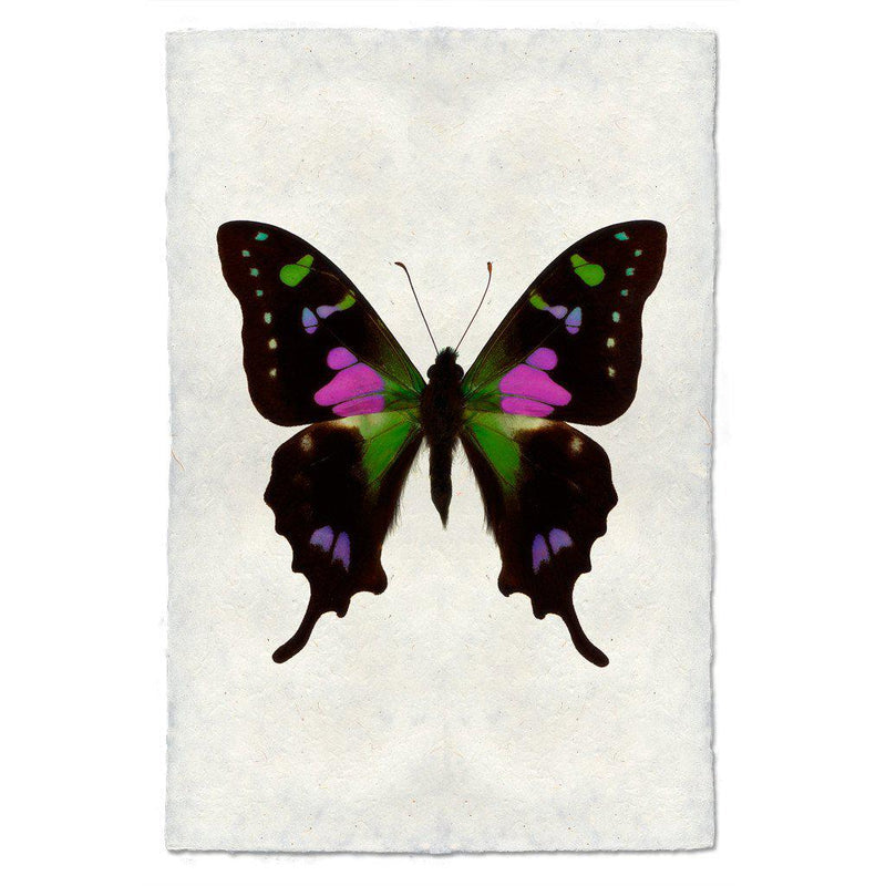 Butterfly #2 Art Print