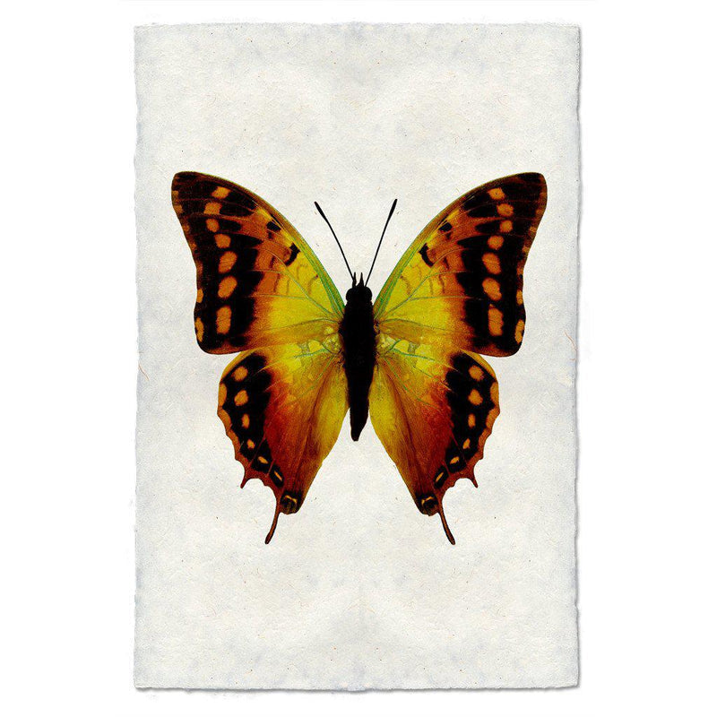 Butterfly #4 Art Print